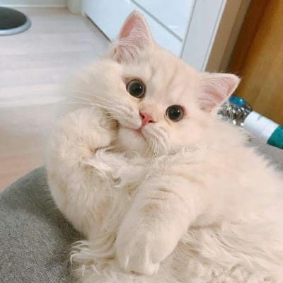 Andi Wijaya avatar